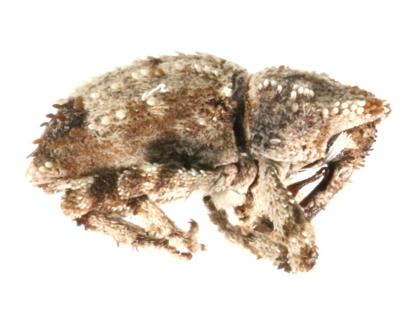 Lembodes subcostatus Santa Cruz Island. Specimen housed in the ICCDRS collection (ICCDRS 10194). Photo: María Sol Herrera, CDF, 2024.